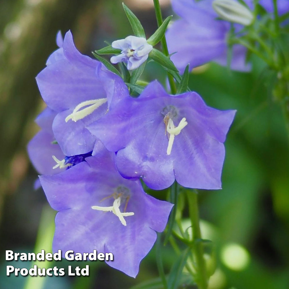 Campanula persicifolia 'Blue Bell' image