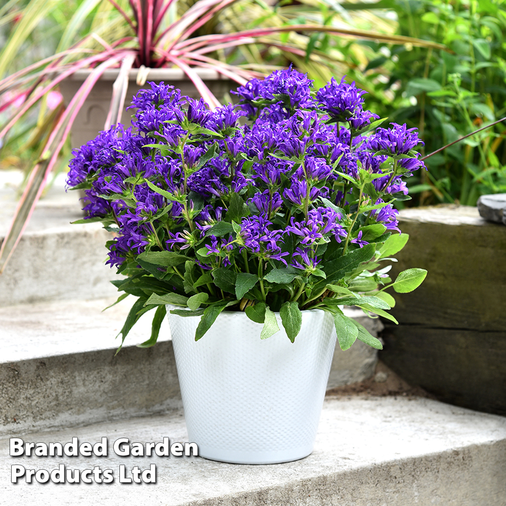 Campanula glomerata 'Blue Crown' image