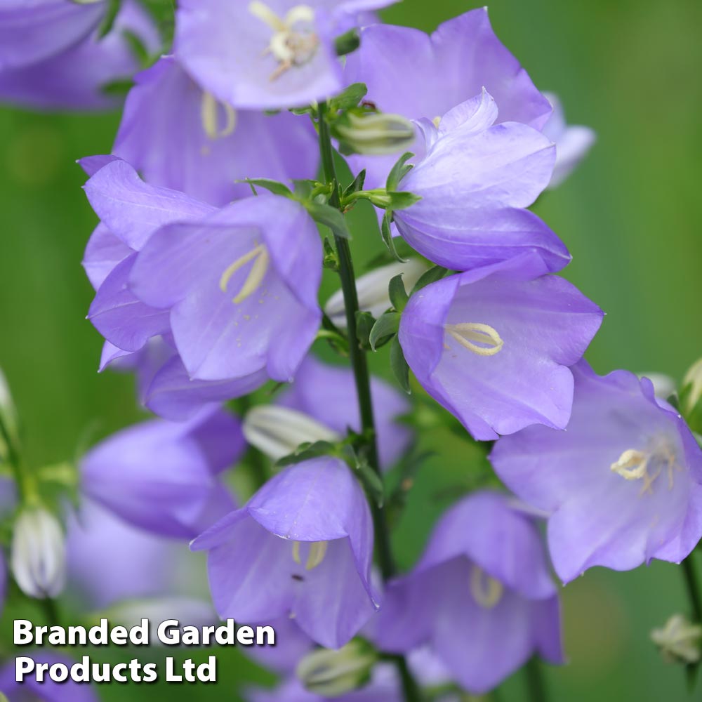 Campanula persicifolia 'Caerulea' image