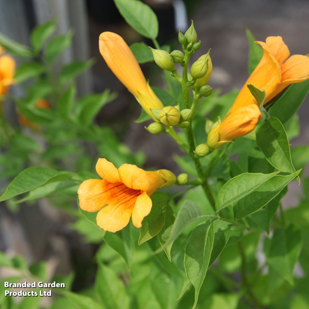 Campsis x tagliabuana 'Golden Trumpet' image