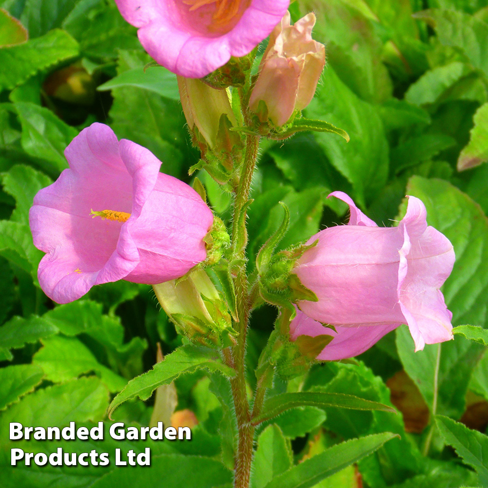 Campanula medium 'Rose' image