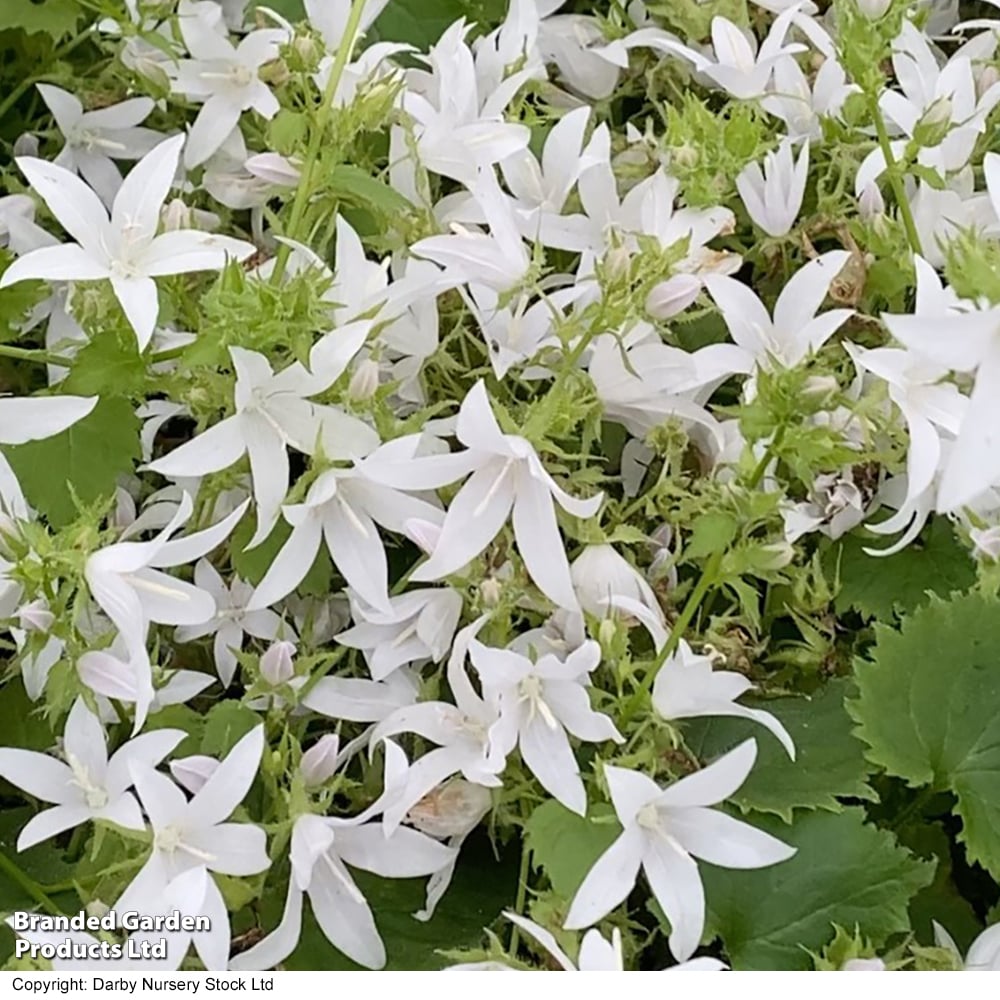 Campanula poscharskyana 'Silver Rain' image