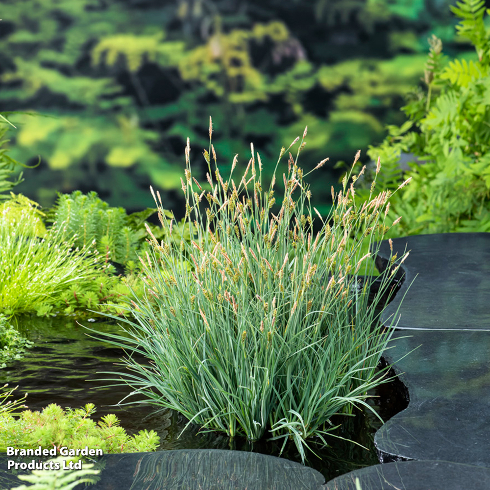 Carex panicea (Marginal Aquatic) image