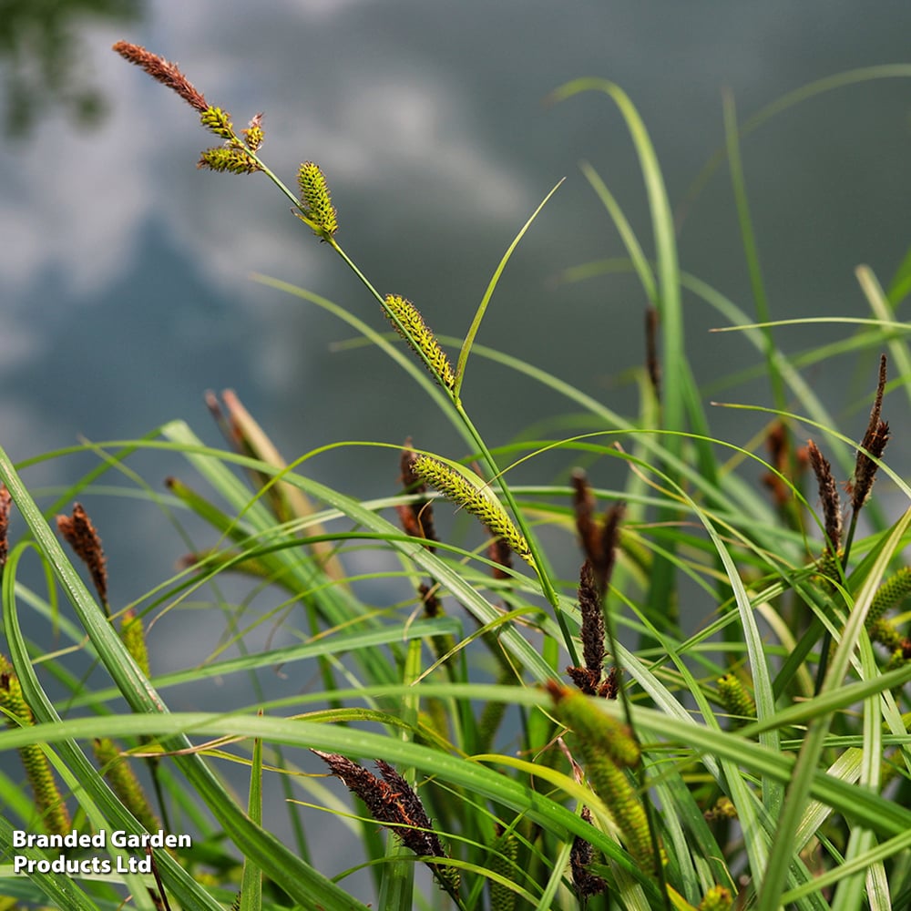 Carex riparia (Marginal Aquatic) image