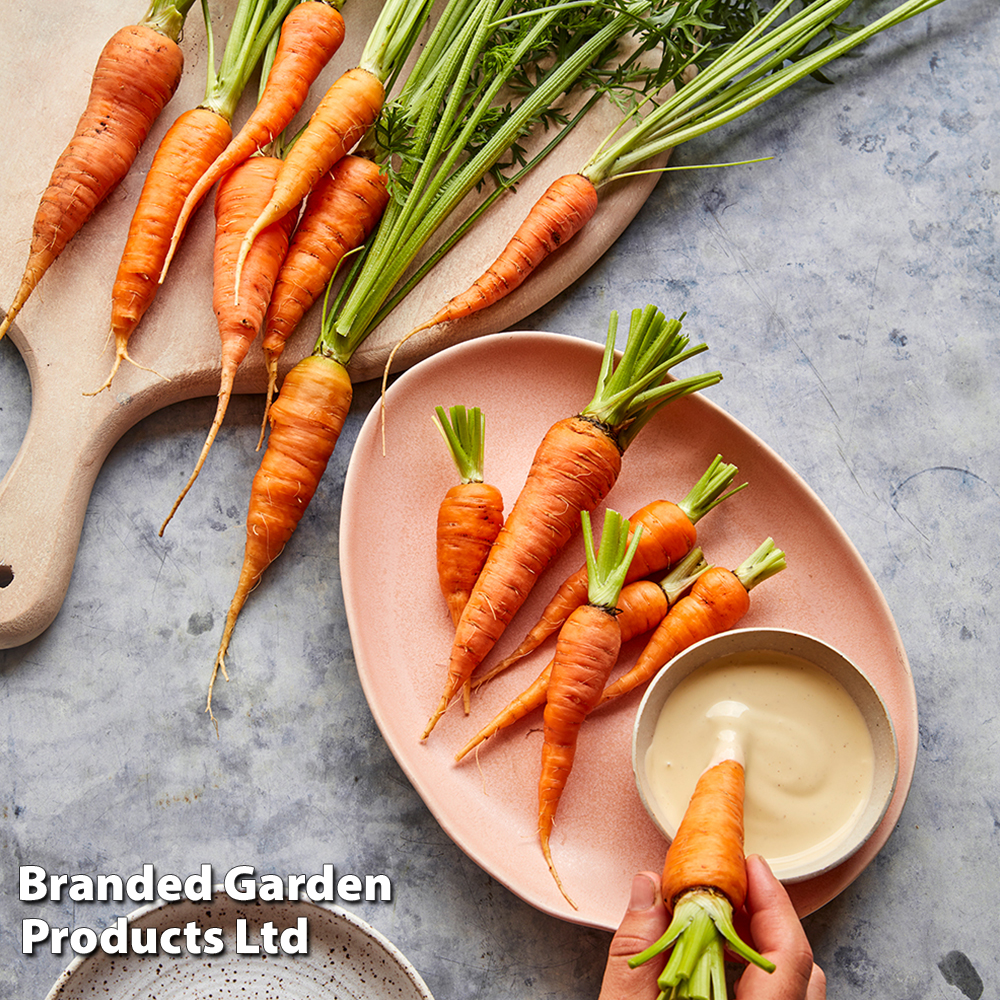 Carrot 'Burpees Short N Sweet' - Seeds image