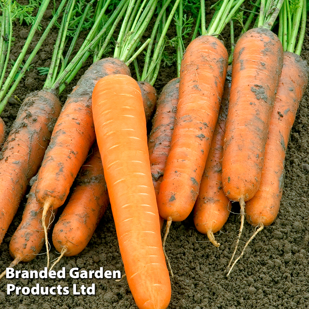 Carrot 'Volcano' F1 (Late Maincrop) - Seeds image