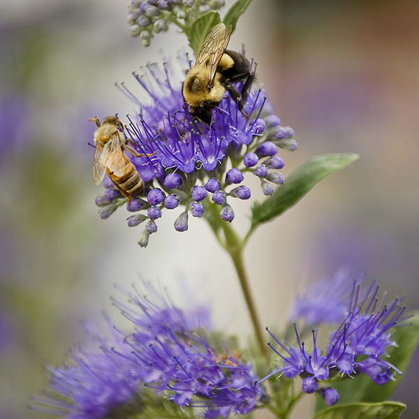 Caryopteris clandonensis 'Dark Knight' image