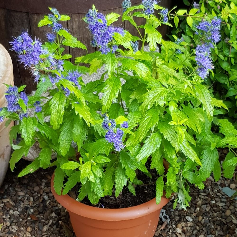 Image of Caryopteris plant in a bonsai