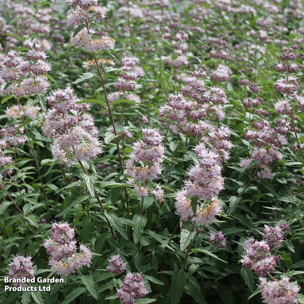 Caryopteris x clandonensis 'Stephi' image