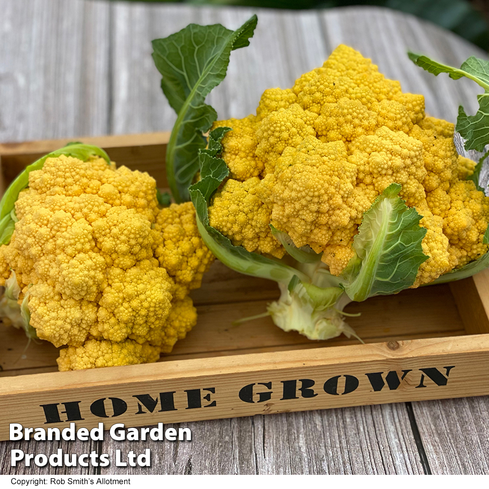 Cauliflower (Amoresco) 'Amo 125' F1 - Seeds image