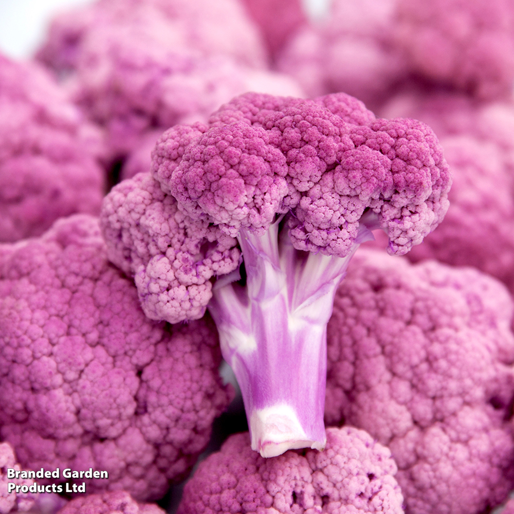Cauliflower 'Depurple' image