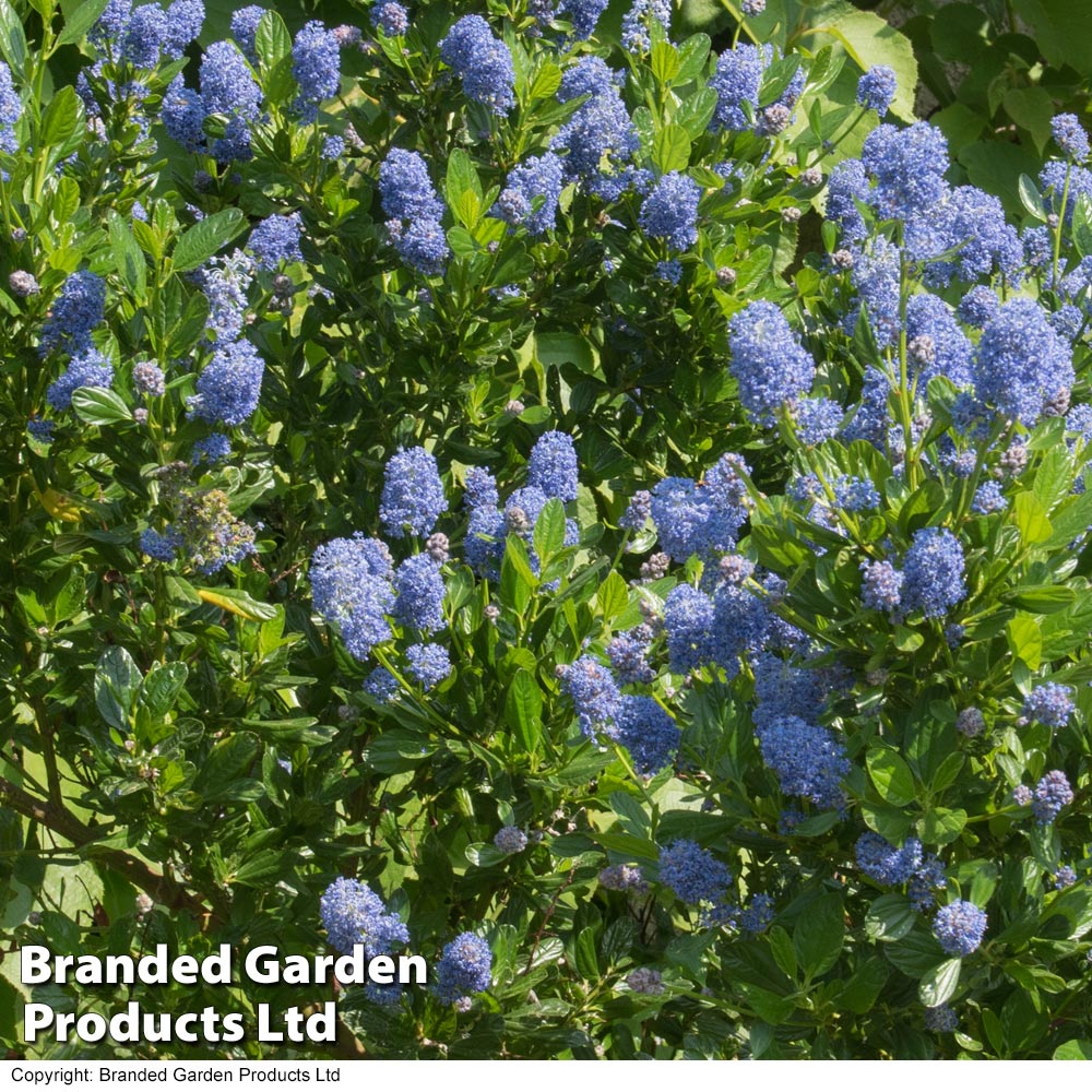 Ceanothus 'Skylark' image