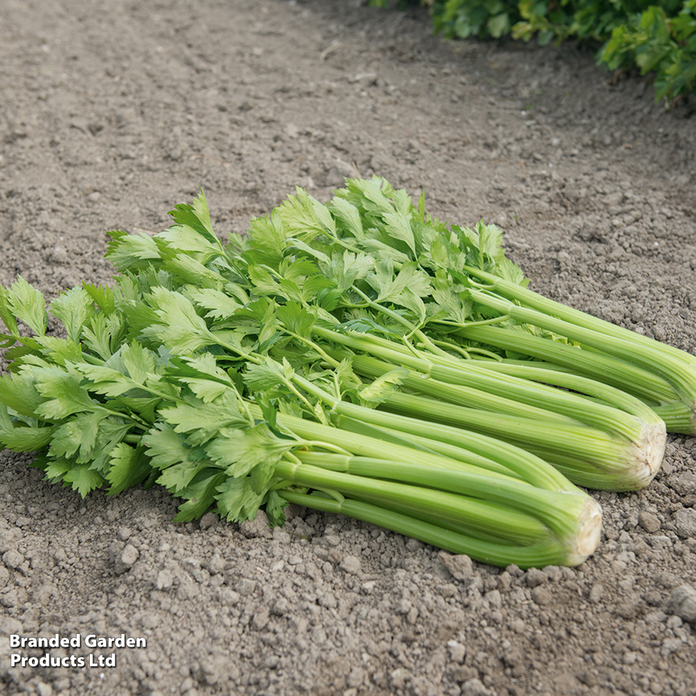 Celery 'Tango' image