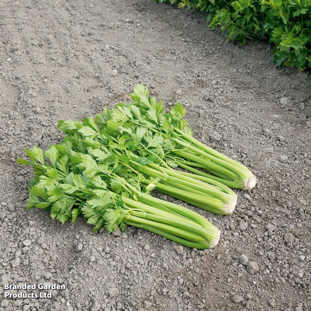 Celery 'Tango' F1 - Seeds image