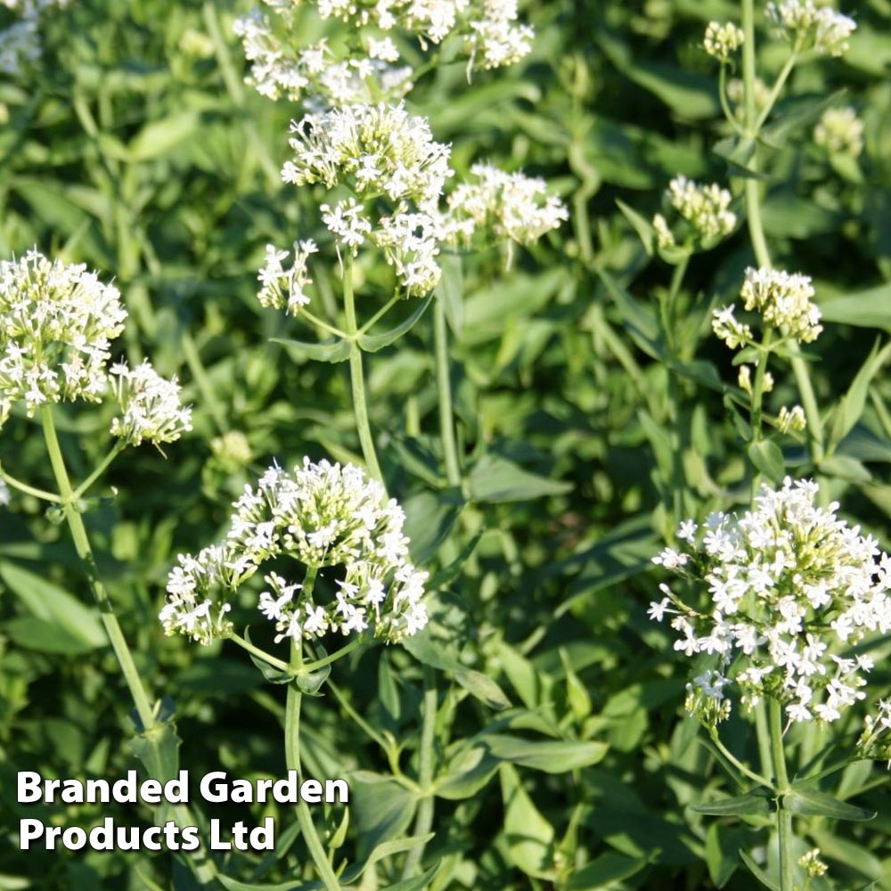 Centranthus ruber 'Albus' image