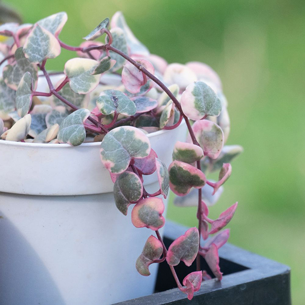 Ceropegia linearis subsp. woodii 'Variegata' image