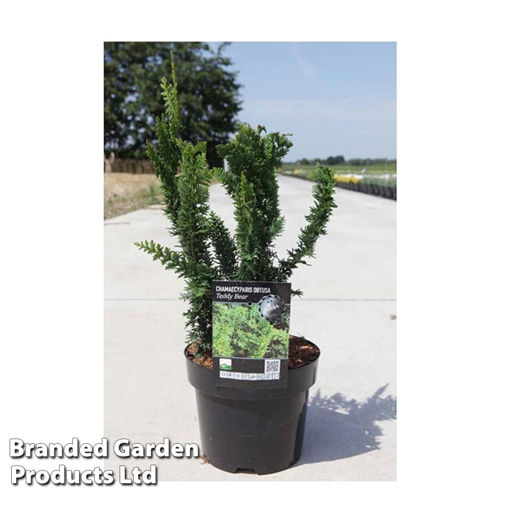 Chamaecyparis pisifera 'Teddy Bear' image