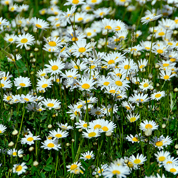 Roman Chamomile image