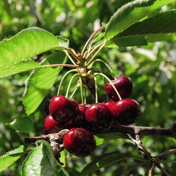 Patio Cherry Sylvia image