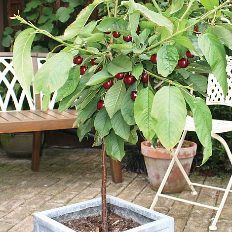 Cherry 'Hartland' (patio) image