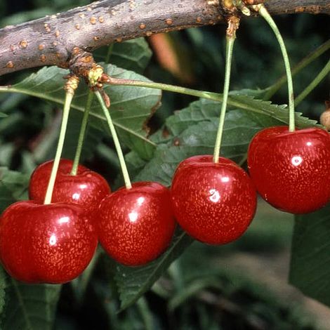 Cherry 'Morello' image
