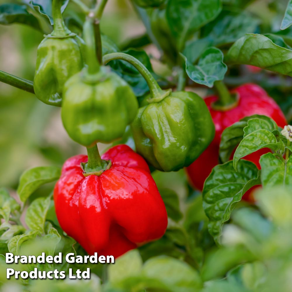 Pepper Chilli Seeds - Scotch Bonnet image