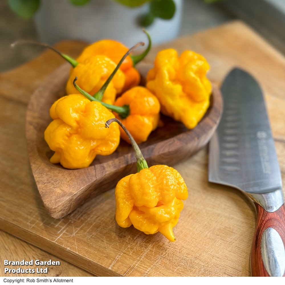 Chilli Pepper 'Grandad's Revenge' image