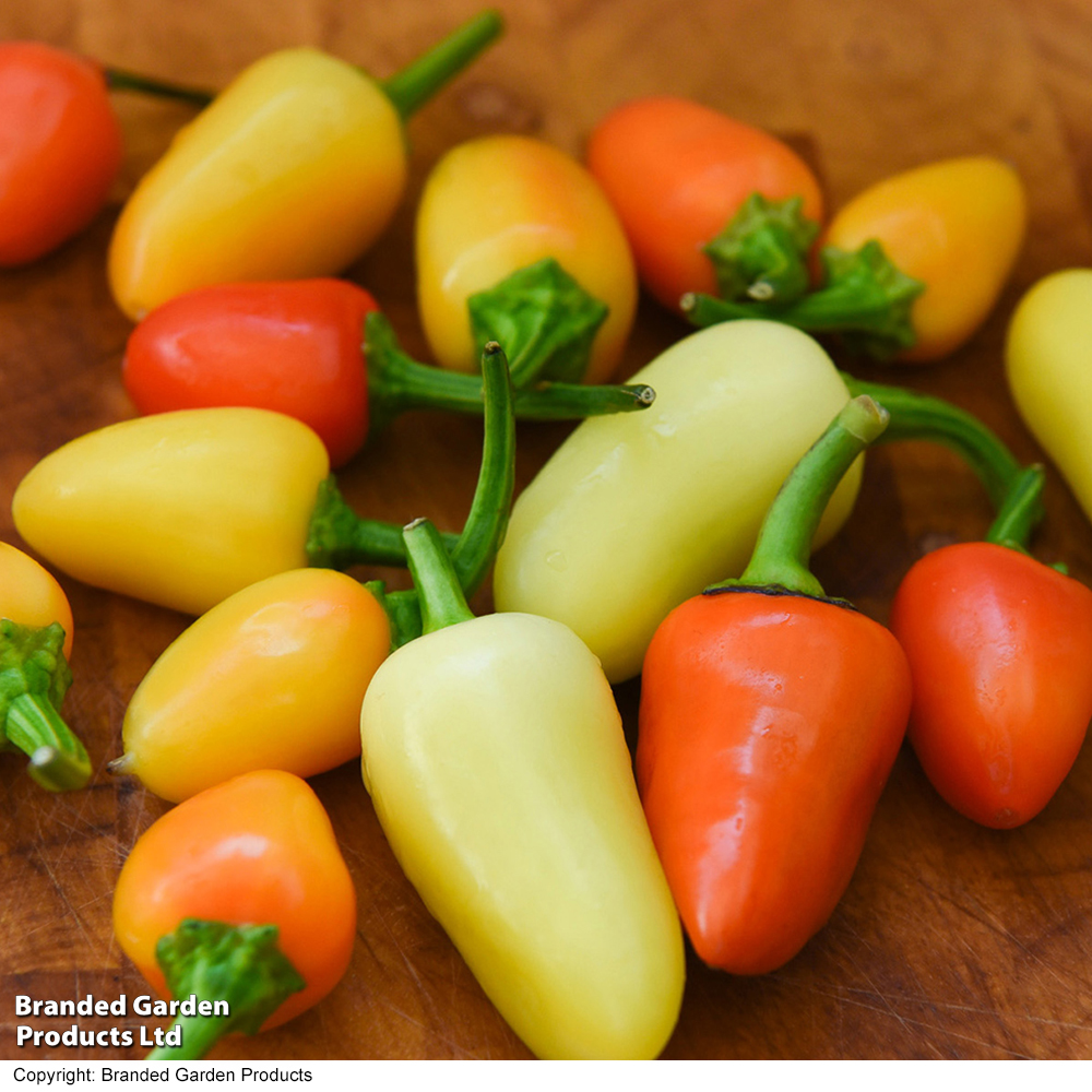 Chilli Pepper 'Santa Fe Grande' image