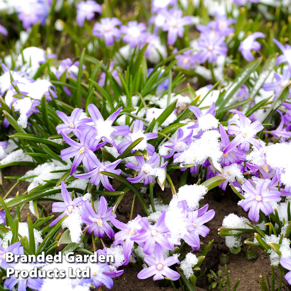 Glory of the Snow 'Mixed' image