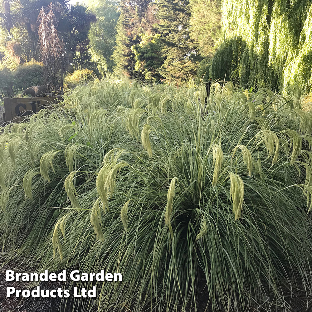 Chionochloa flavicans 'Taupo Lights' image