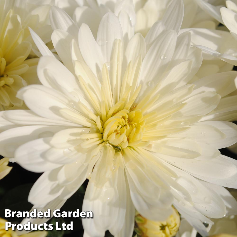 Chrysanthemum 'Aluga White' image
