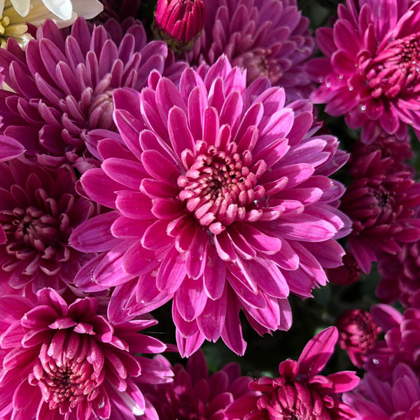 Chrysanthemum 'Amiko Violet' image