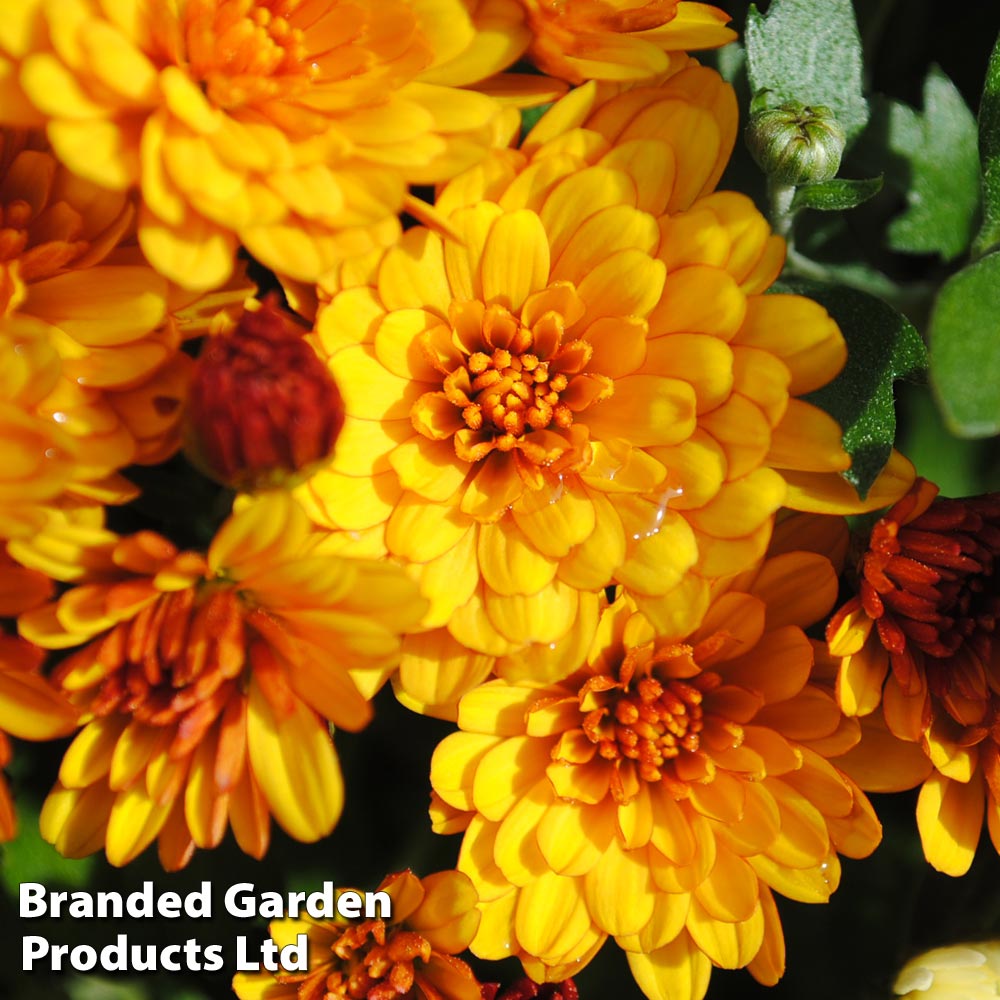 Chrysanthemum 'Conella Orange' image