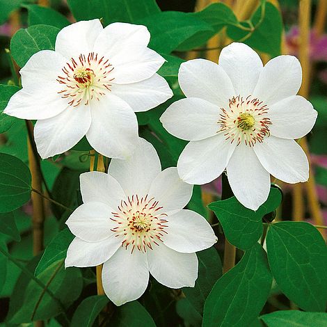 Clematis 'Miss Bateman' image