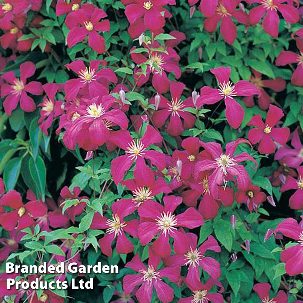 Clematis 'Madame Julia Correvon' image