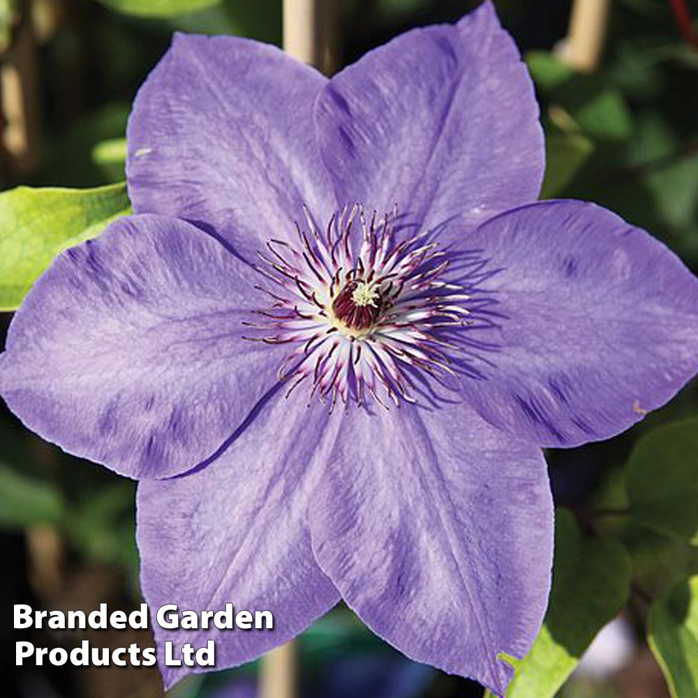 Clematis 'Xerxes' image