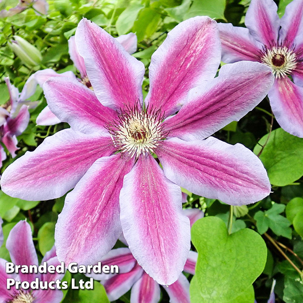Clematis 'Carnaby' image