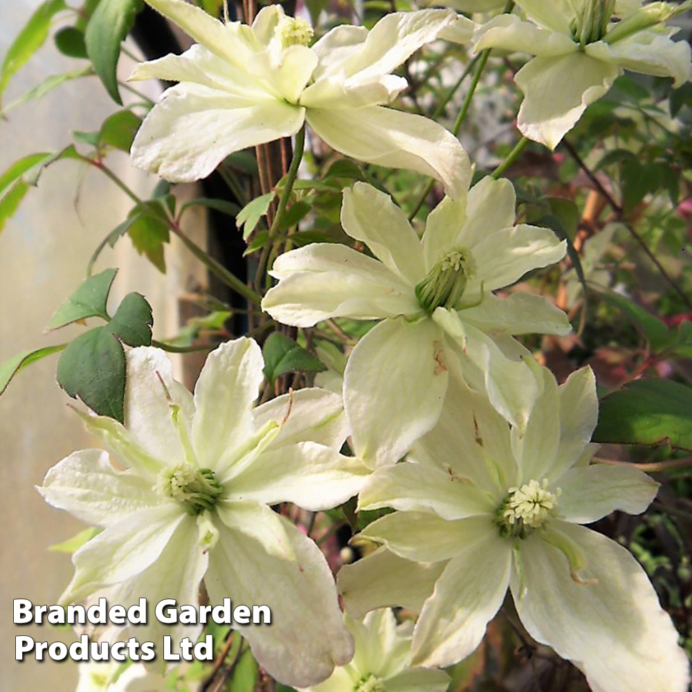 Clematis montana 'Champagne Truffle' image