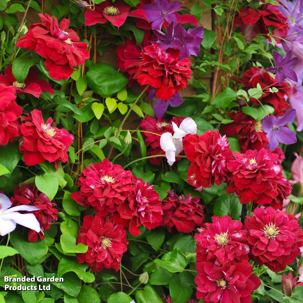 Clematis 'Charmaine' image