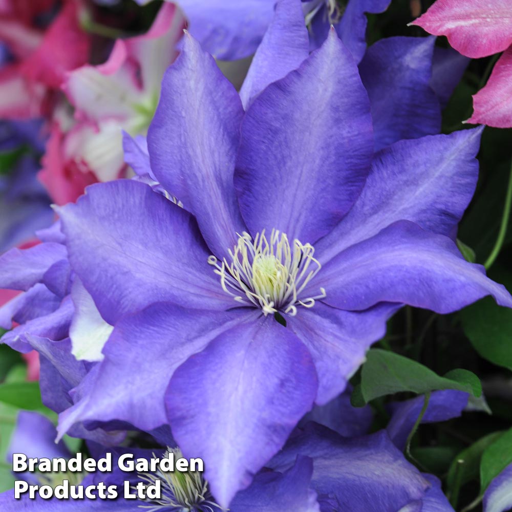 Clematis 'Daniel Deronda' image