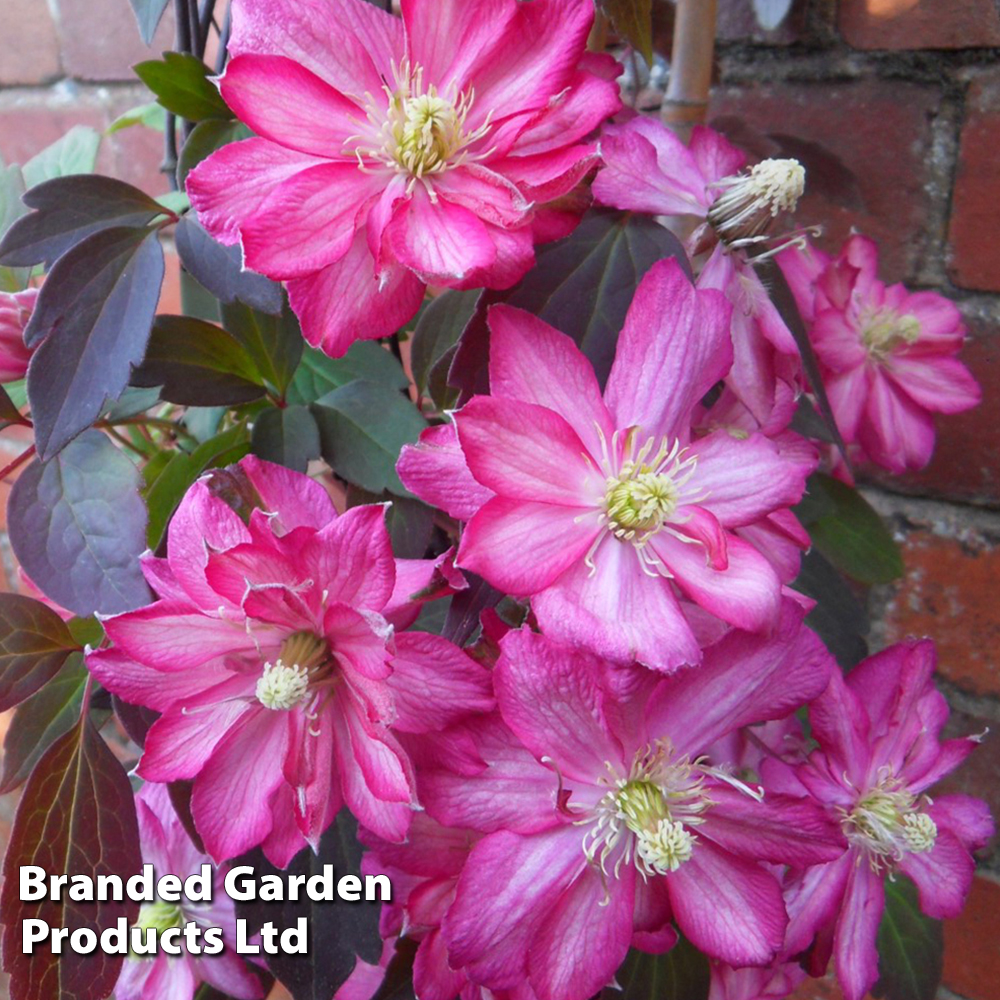 Clematis montana 'Double Strawberry Truffle' image
