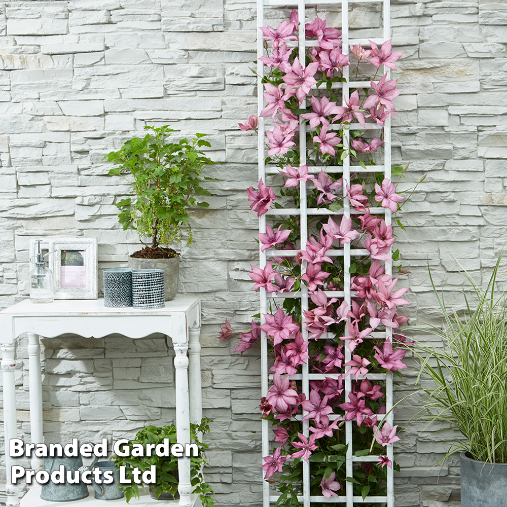 Clematis Giselle™ evipo051 image