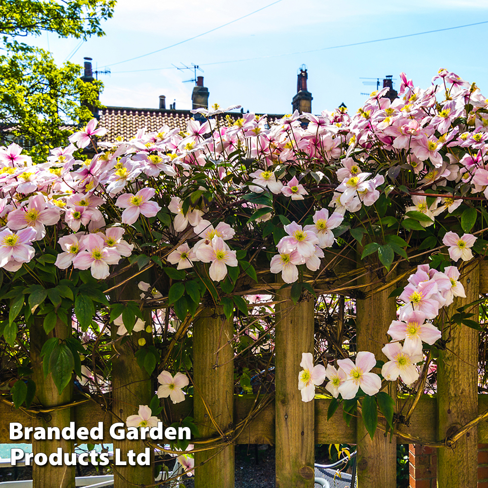 Clematis montana 'Mayleen' image