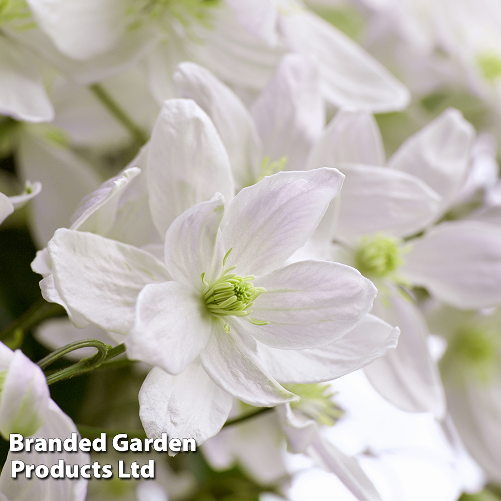 Clematis montana 'Morning Yellow' image