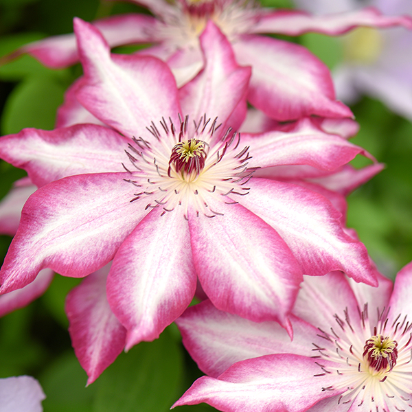 Clematis 'Picotee' at Dobies