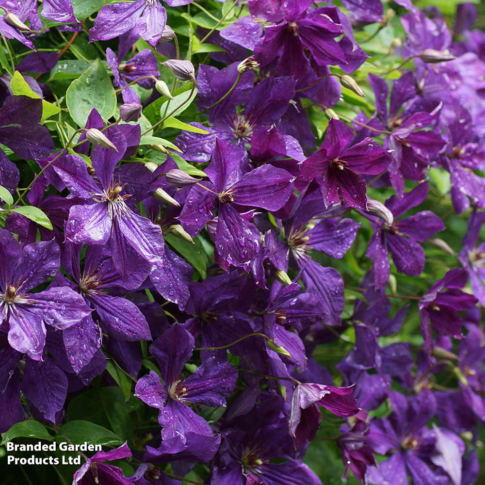 Clematis viticella 'Polish Spirit' image