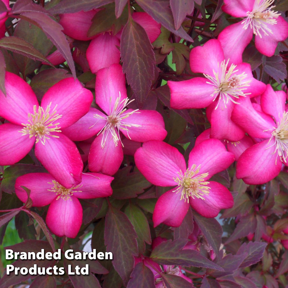 Clematis montana 'Red Velvet Truffle' image