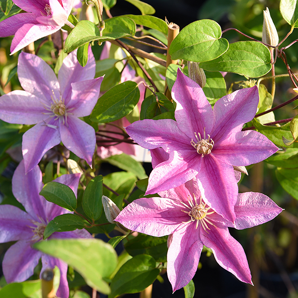 Clematis 'Sally'™ evipo077 image