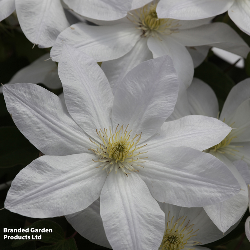 Clematis 'Shirayukihime' image