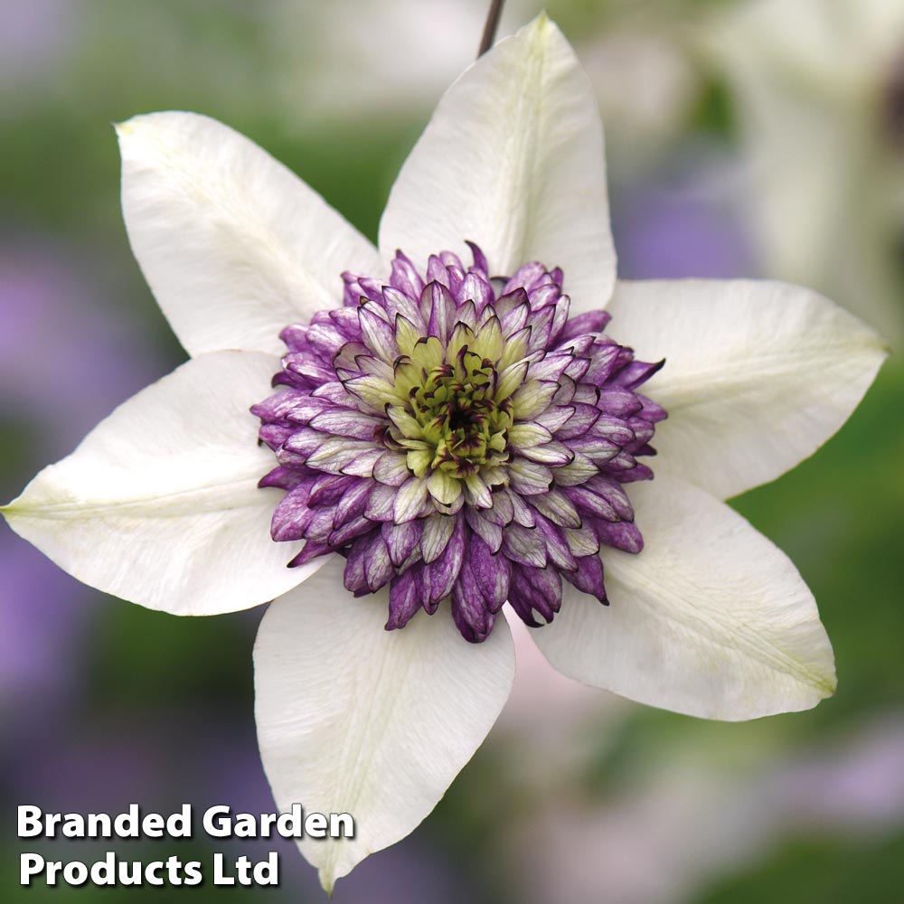 Clematis florida 'Sieboldii' image